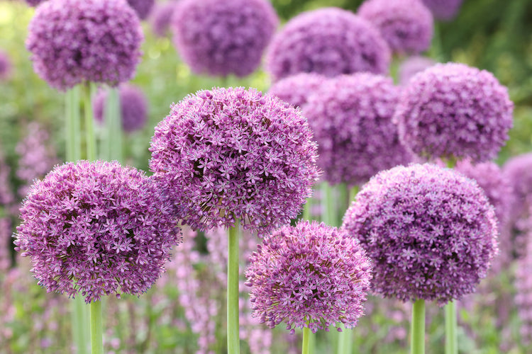 Allium