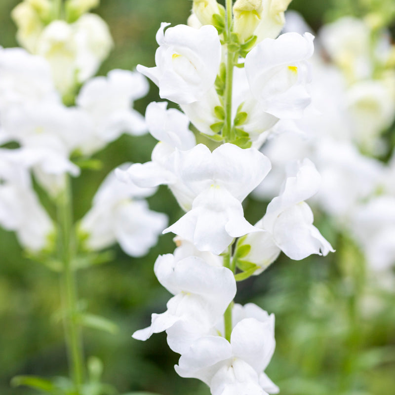 Antirrhinum 'White Admiral' syn Purest White Seeds