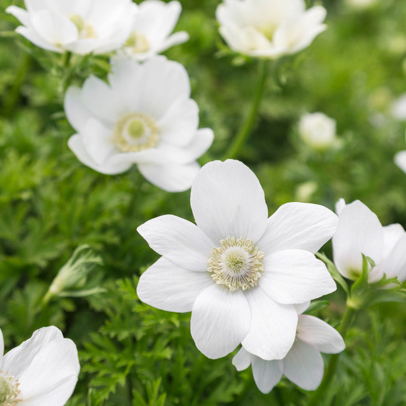 Anemone coronaria 'The Bride' Bulbs