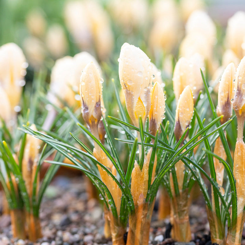 Crocus chrysanthus 'Romance' Bulbs