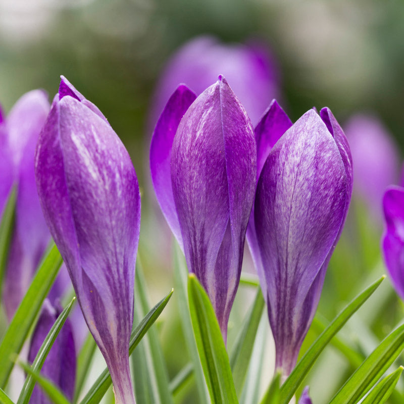 Crocus tommasinianus 'Ruby Giant' Bulbs