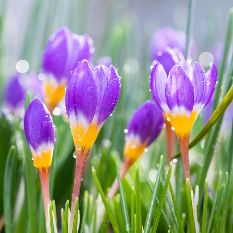 Crocus sieberi subsp. sublimis 'Tricolor' Bulbs