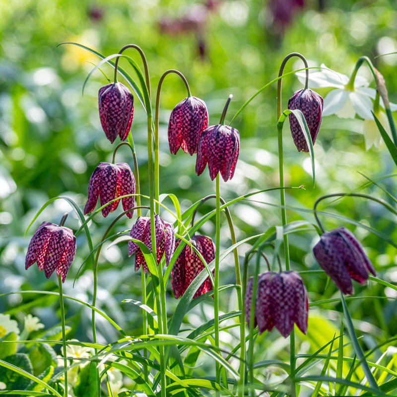 Fritillaria meleagris mixed Bulbs