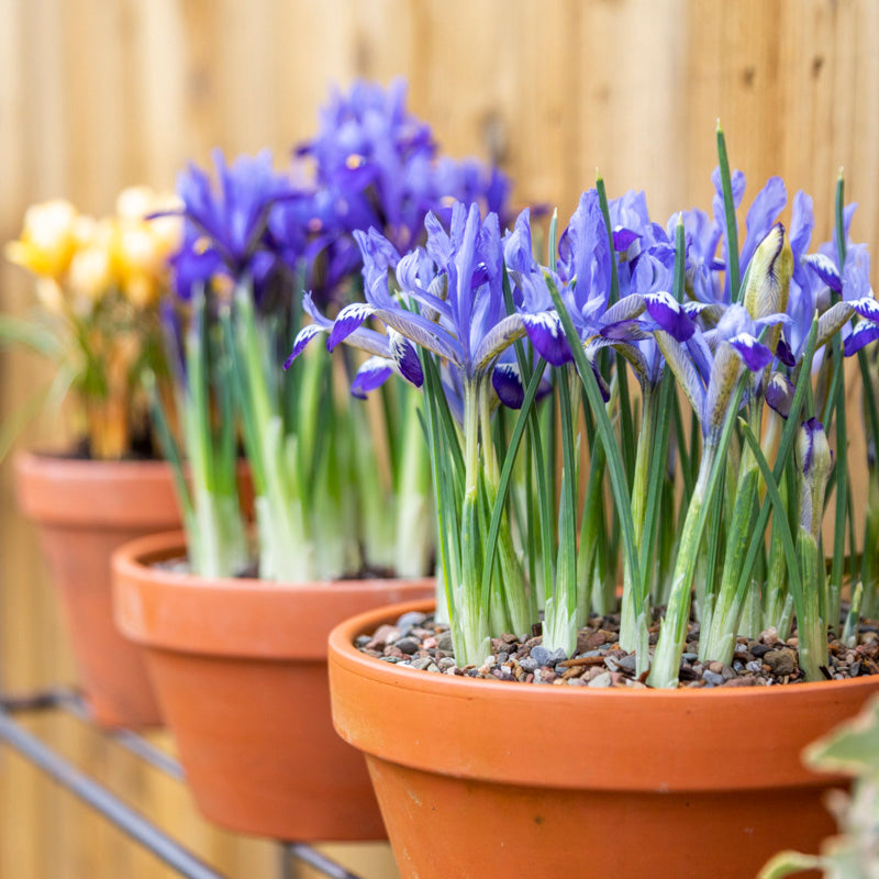 Iris reticulata 'Alida' Bulbs