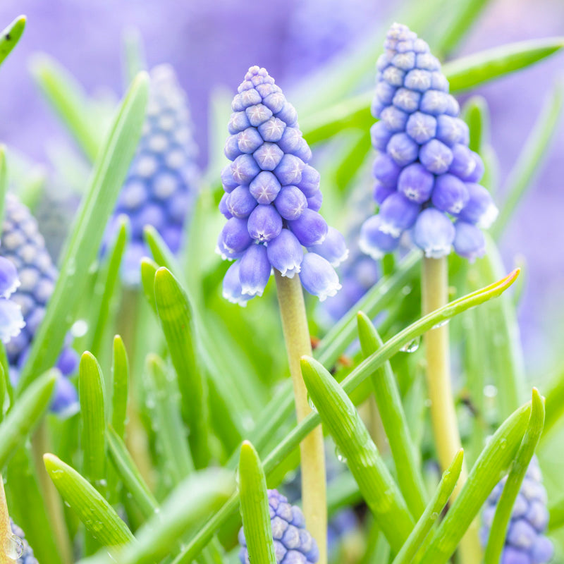 Muscari armeniacum Bulbs