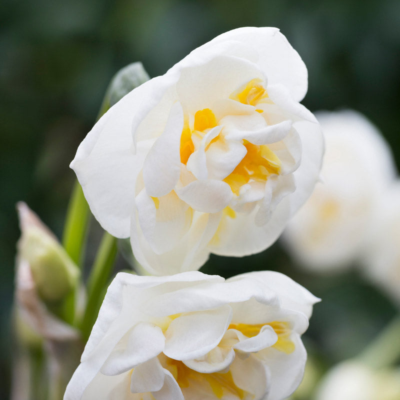 Narcissus 'Bridal Crown' Bulbs