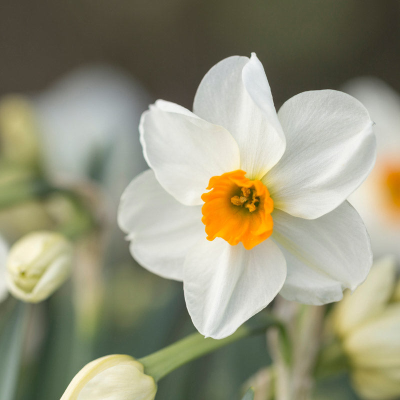 Narcissus 'Geranium' Bulbs