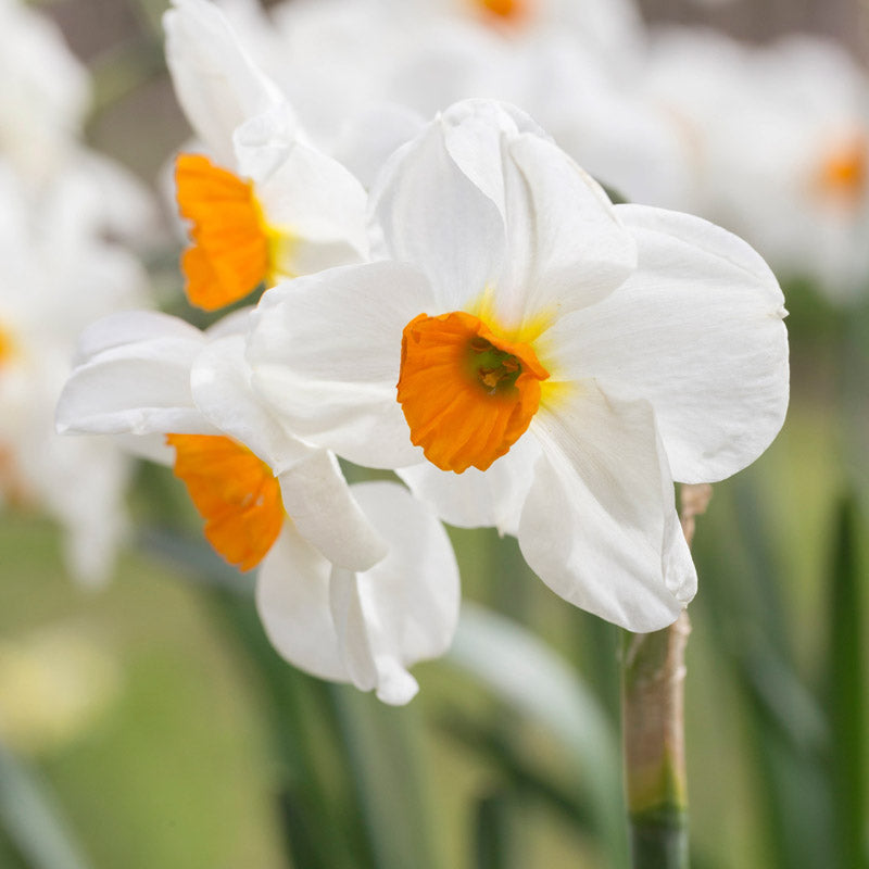 Narcissus 'Geranium' Bulbs