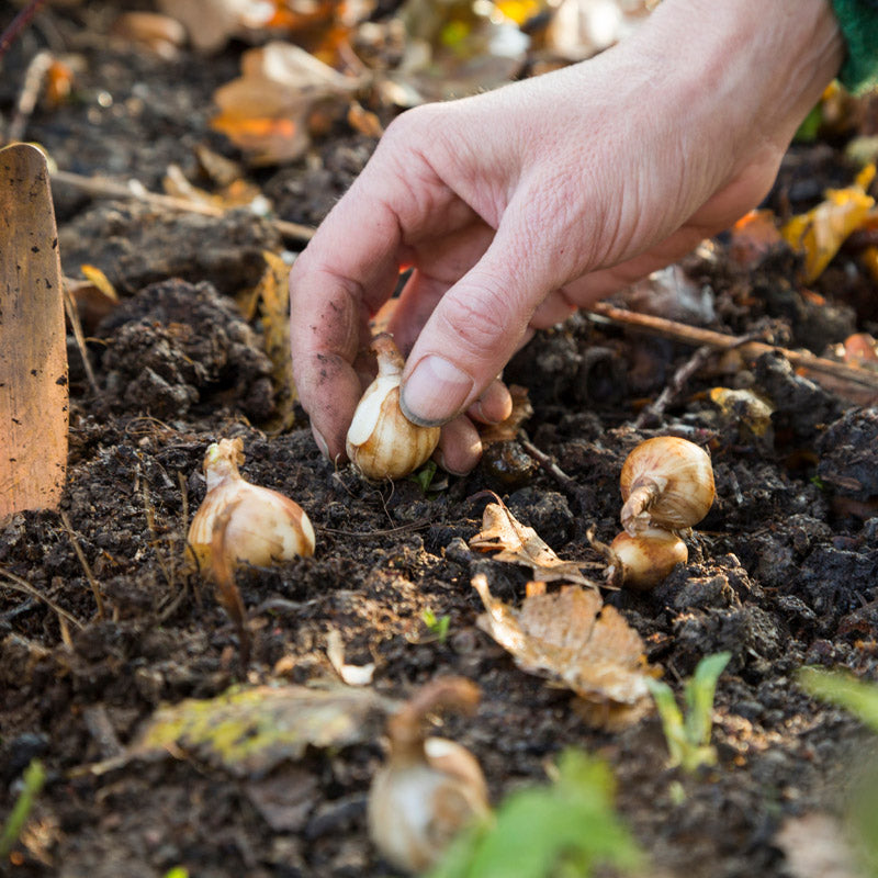 Narcissus 'Hawera' Bulbs