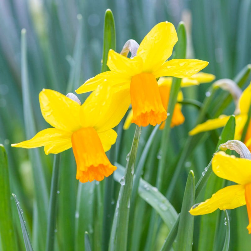 Narcissus 'Jetfire' Bulbs