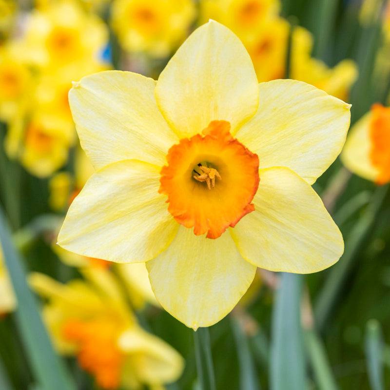 Narcissus 'Red Devon' Bulbs