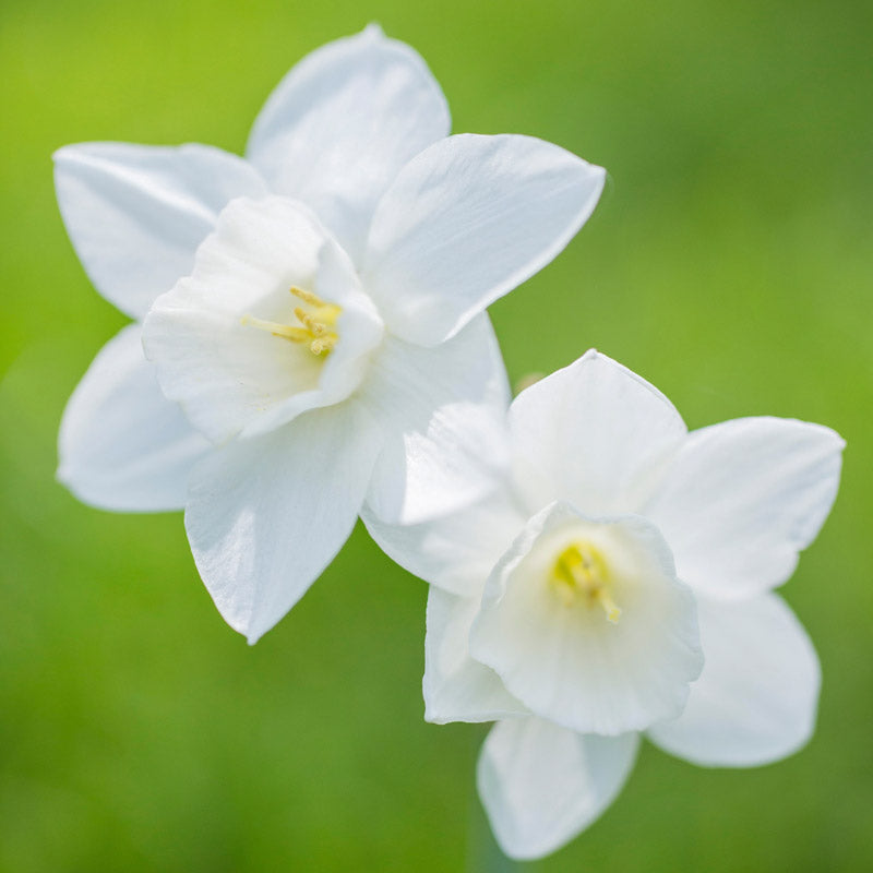 Narcissus 'Thalia' Bulbs