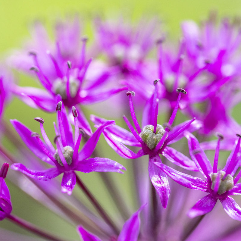 Allium hollandicum 'Purple Sensation' Bulbs