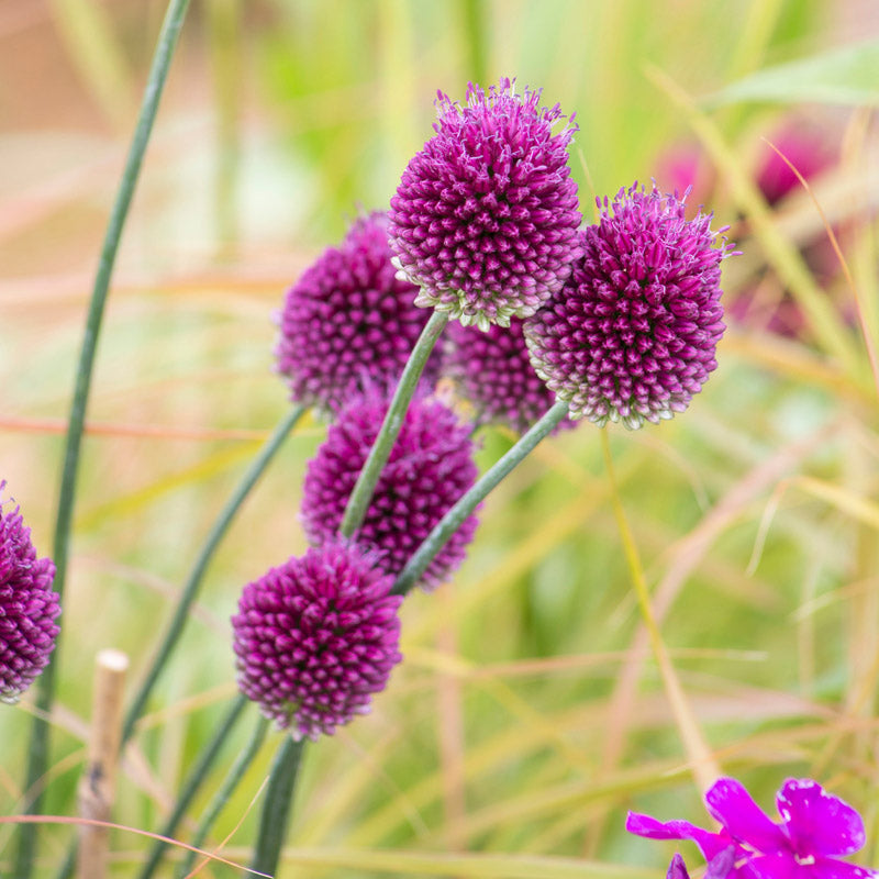 Allium sphaerocephalon Bulbs