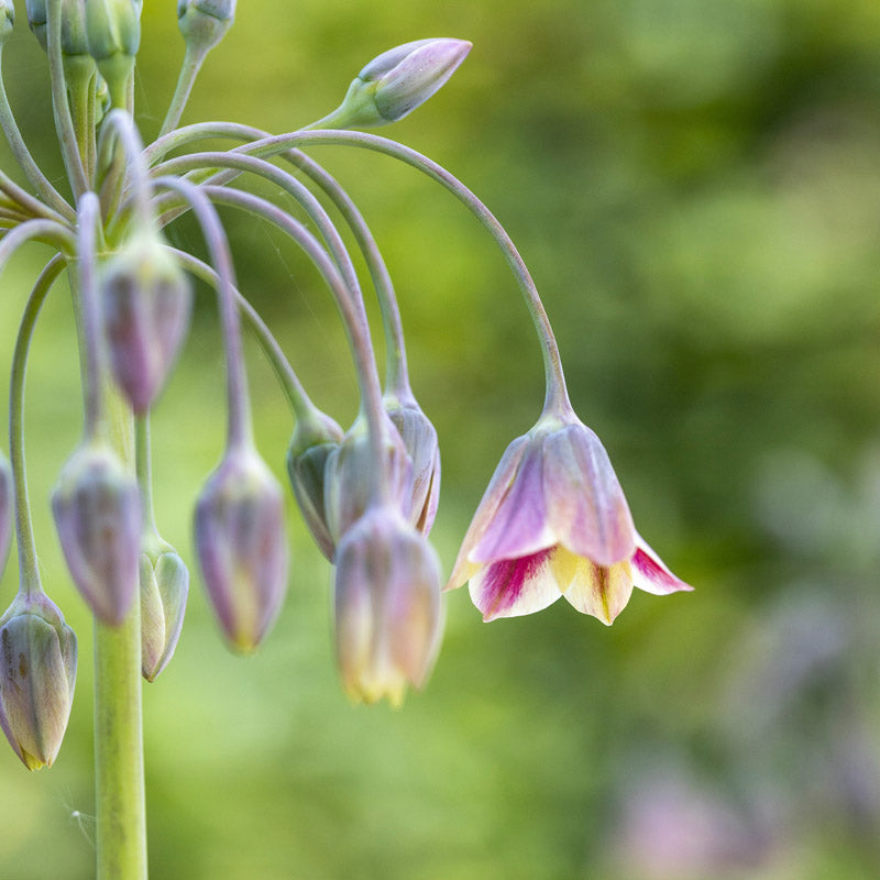 Allium siculum syn. Nectaroscordum siculum Bulbs