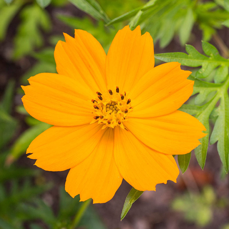 Cosmos sulphureus 'Bright Lights' Seeds