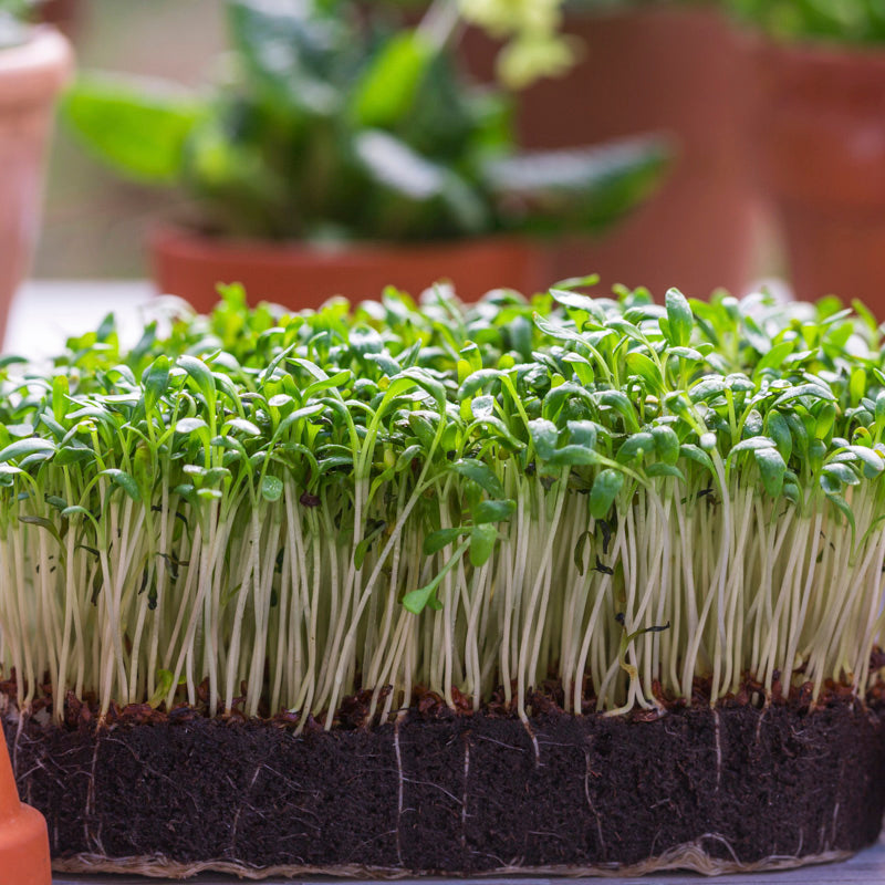 Cress Seeds