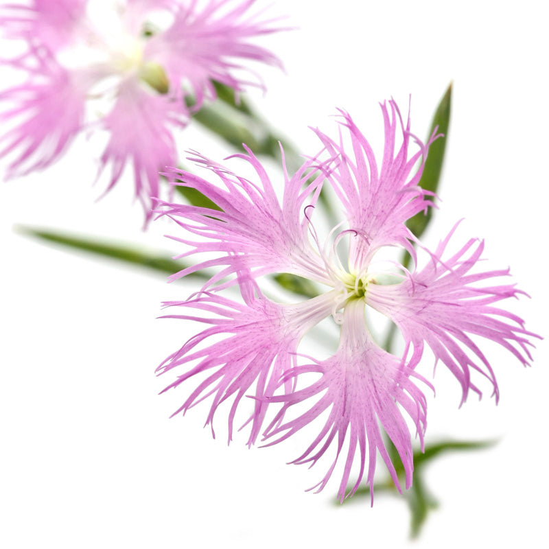Dianthus superbus Seeds