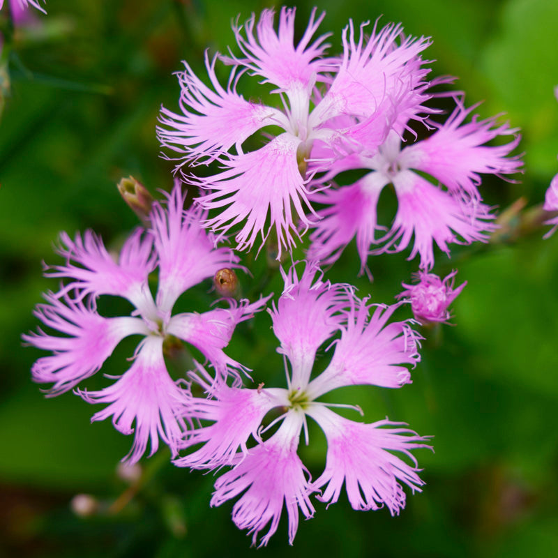 Dianthus superbus Seeds