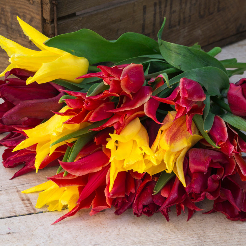 Tivoli Tulip Collection