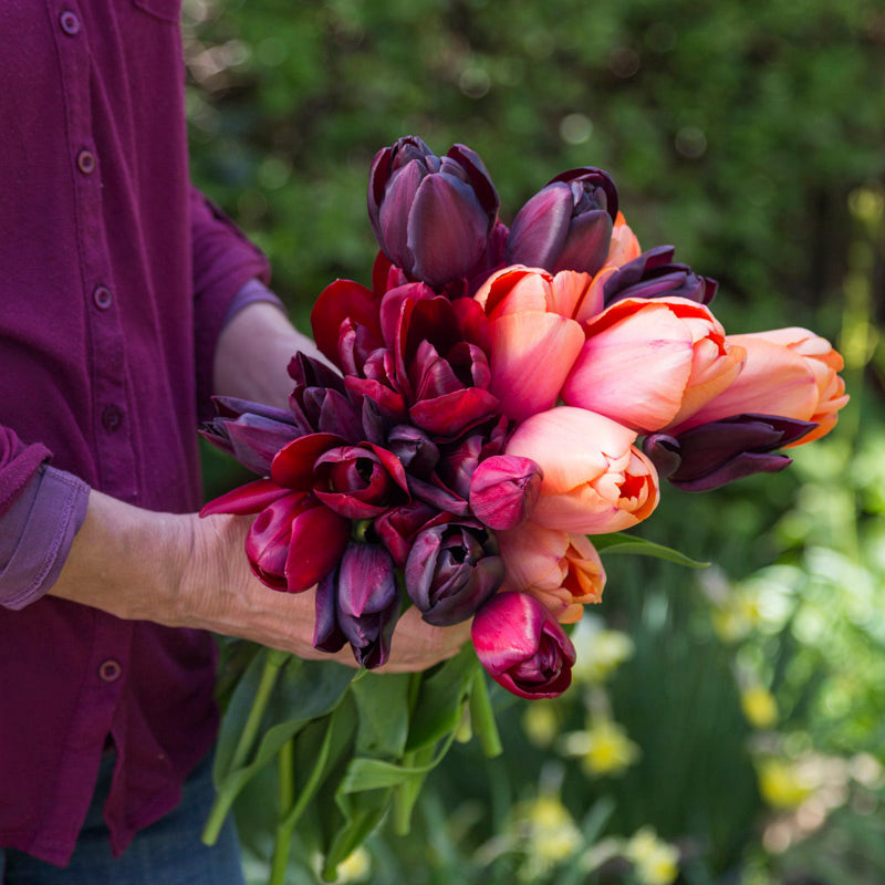 Gemstone Tulip Collection