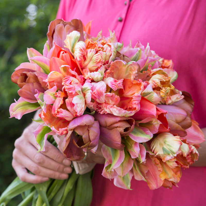 Copper & Coral Tulip Collection