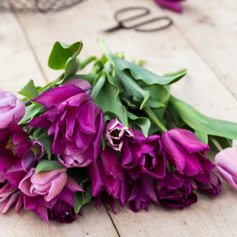 Purple Elegance Tulip Collection