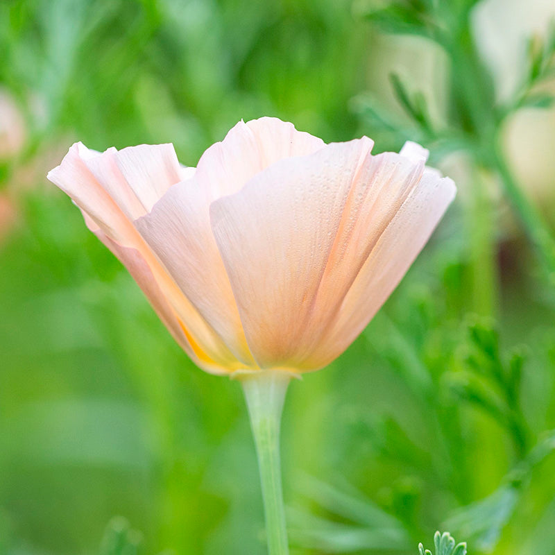 Eschscholzia californica 'Peach Sorbet' Seeds