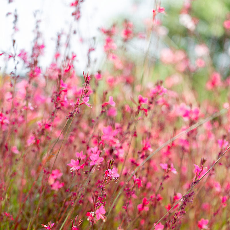 Gaura lindheimeri 'Pink'