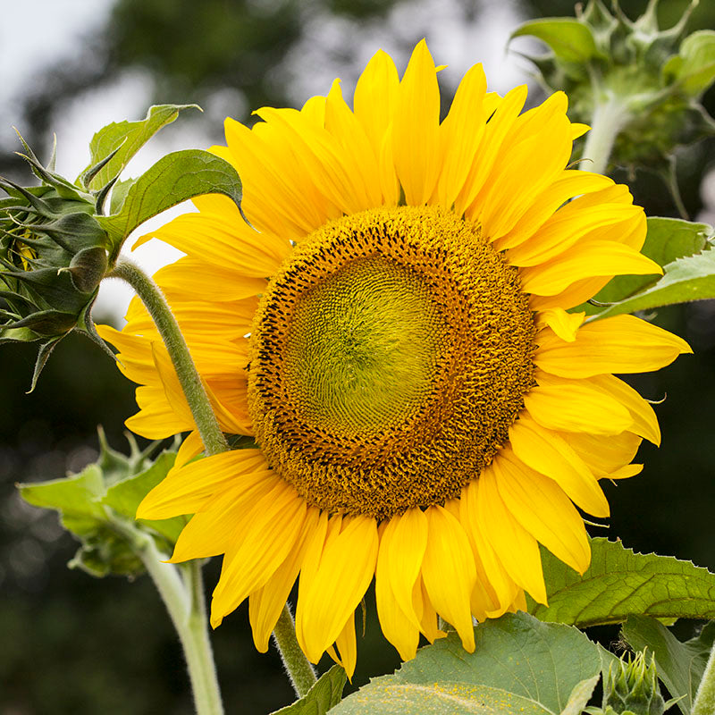 Helianthus 'Yellow Giant' (Sunflower) Seeds