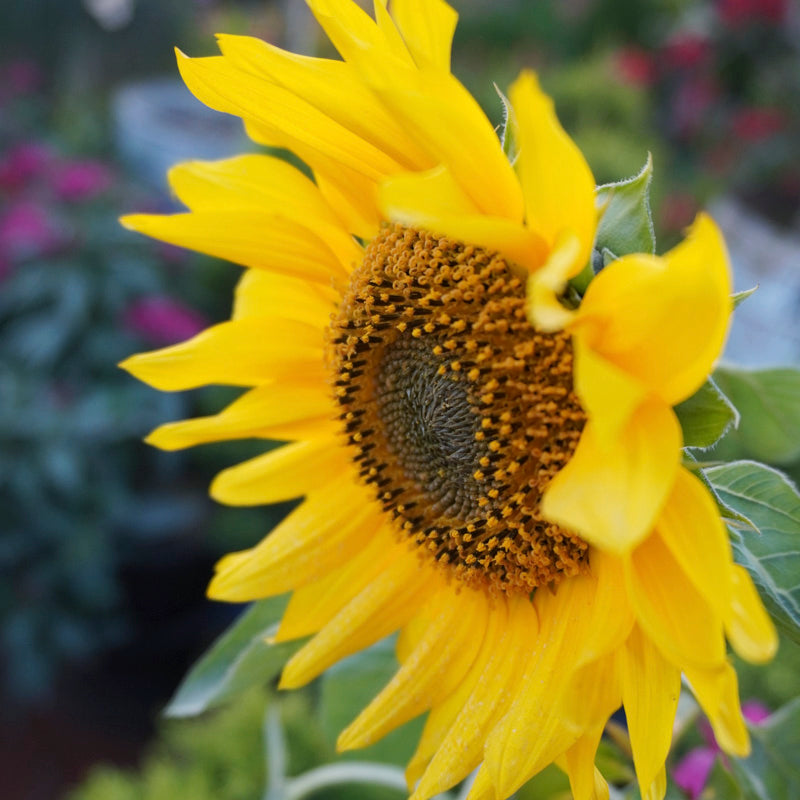 Helianthus 'Tall Single' (Sunflower) Seeds