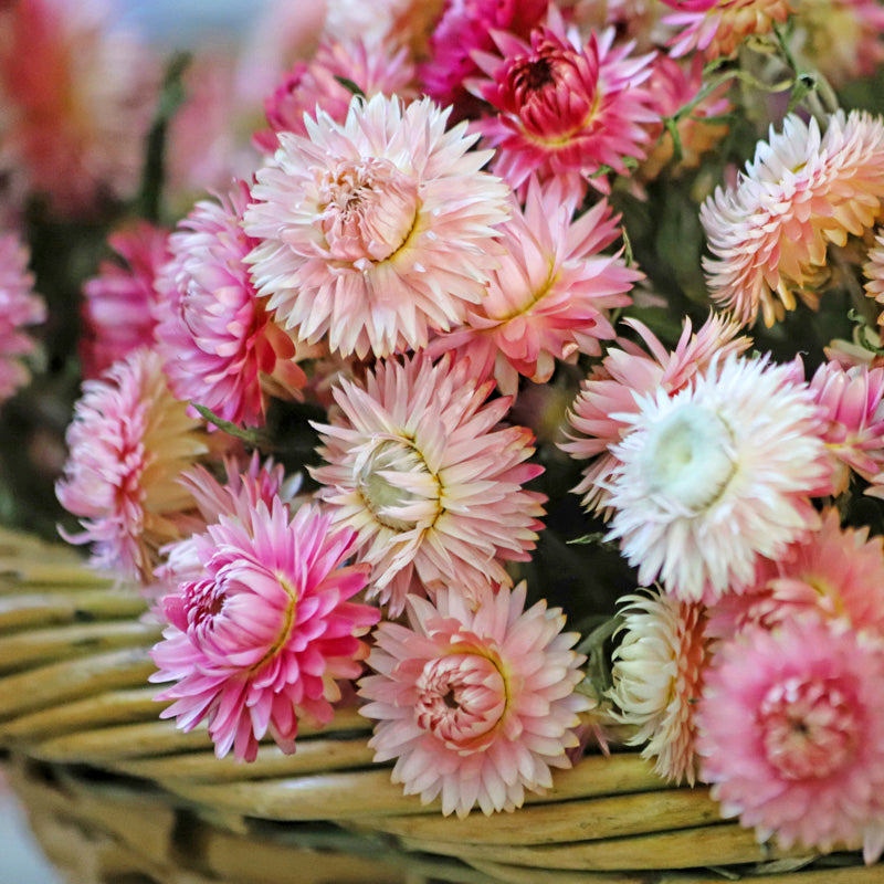 Helichrysum 'Silvery Rose' Seeds