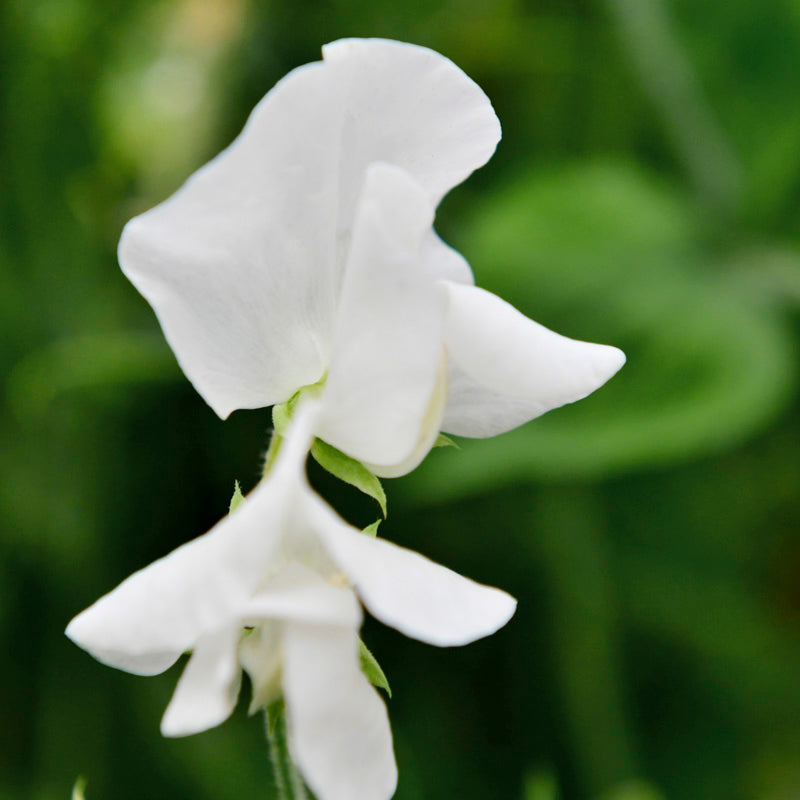 Lathyrus 'White Ensign' (Sweet Pea) Seeds