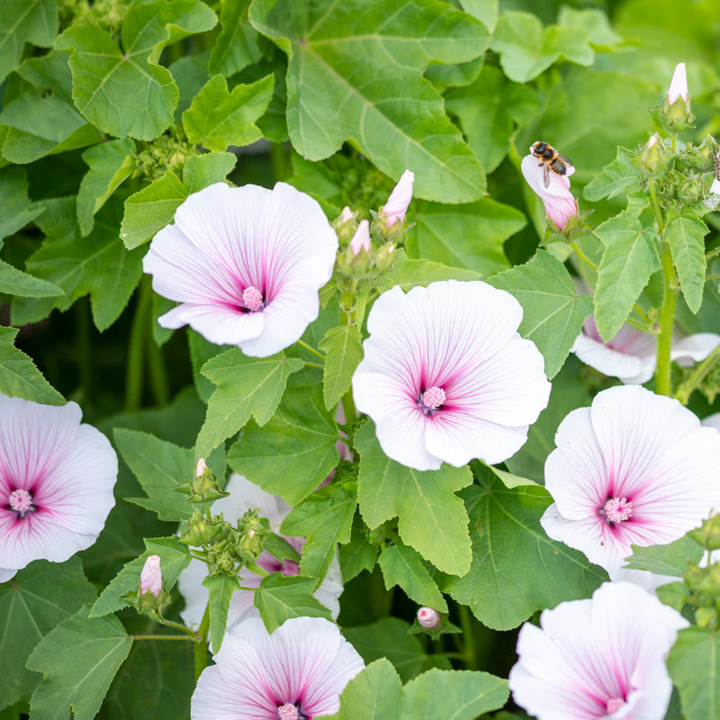 Lavatera 'Pink Regis' Seeds