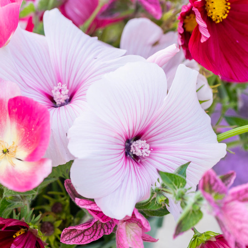 Lavatera 'Pink Regis' Seeds