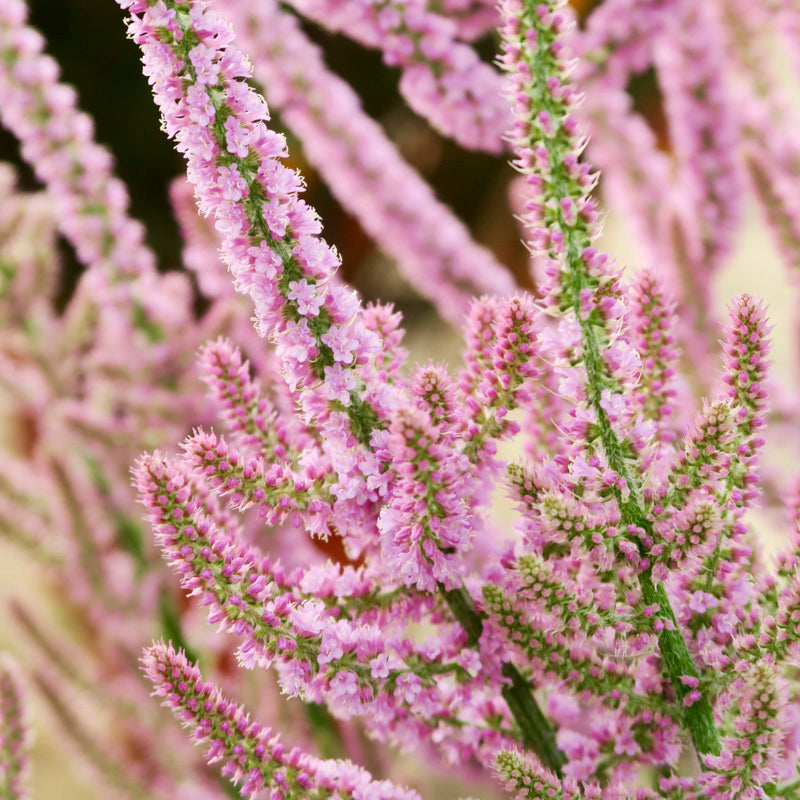 Limonium suworowii Seeds