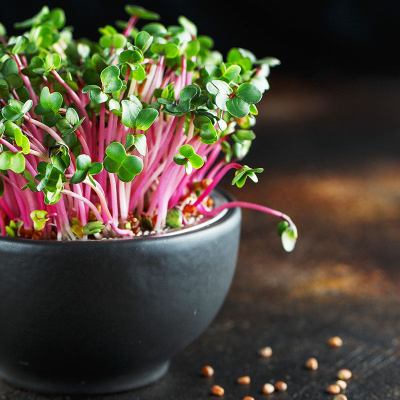 Microgreens - Radish Seeds