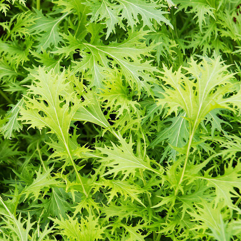 Mustard 'Golden Streaks' Seeds