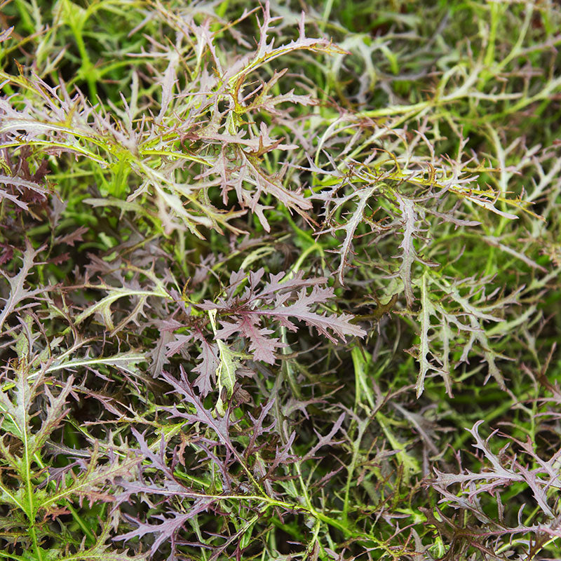 Mustard 'Red Frills' Seeds