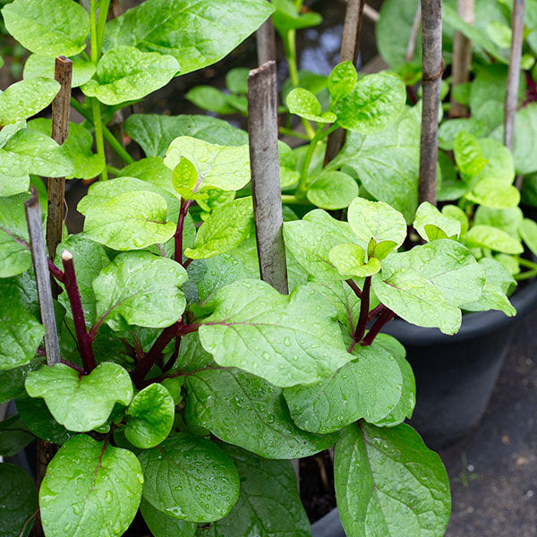Red Malabar Spinach Seeds