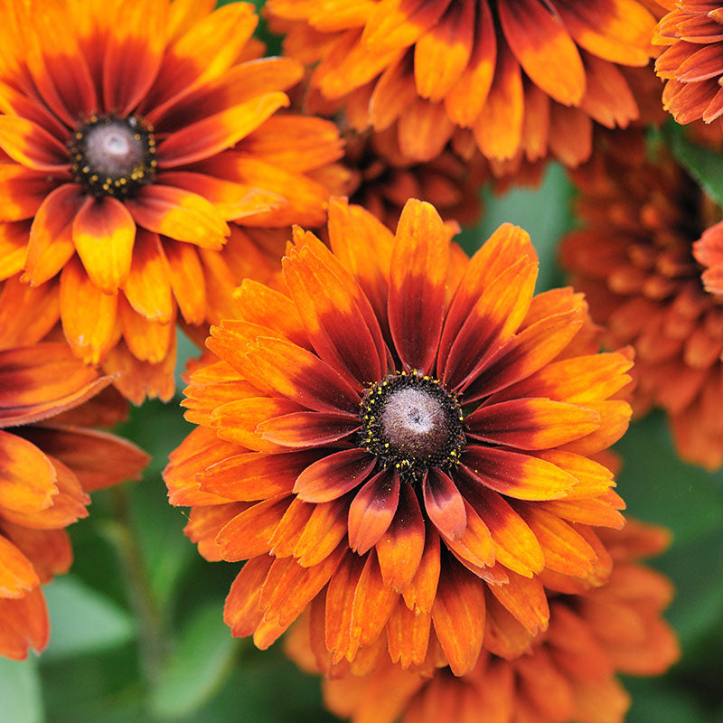 Rudbeckia hirta 'Cherokee Sunset' Seeds