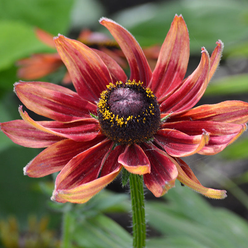 Rudbeckia hirta 'Cherry Brandy' Seeds