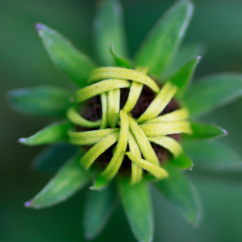 Rudbeckia 'Green Eyes' Seeds