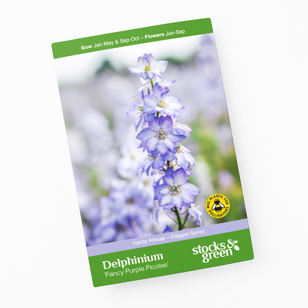 Delphinium consolida 'Fancy Purple Picotee' Seeds