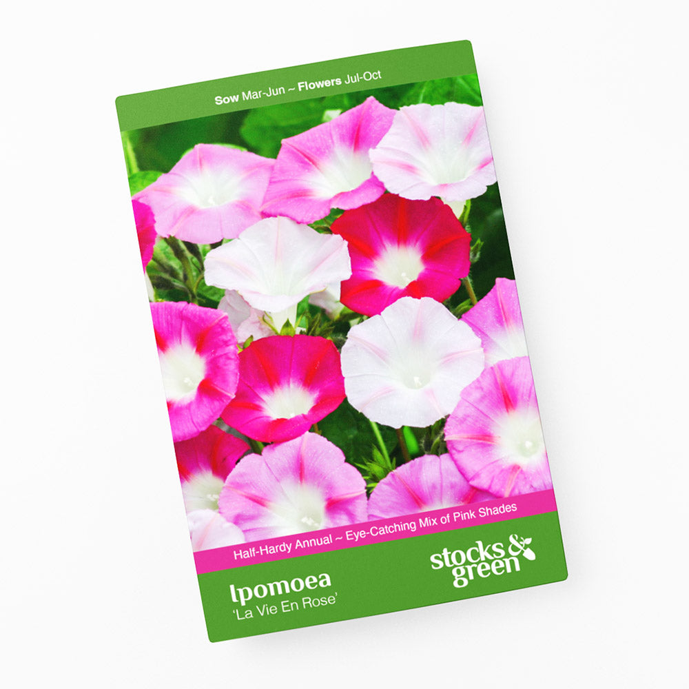 Ipomoea 'La Vie En Rose' Seeds