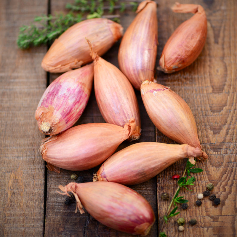 Shallot 'Zebrune' Seeds
