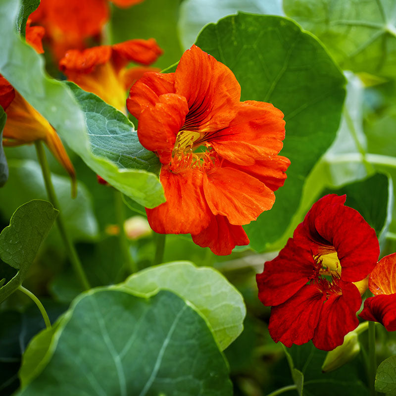 Tropaeolum 'Mahogany Jewel' (Nasturtium) Seeds