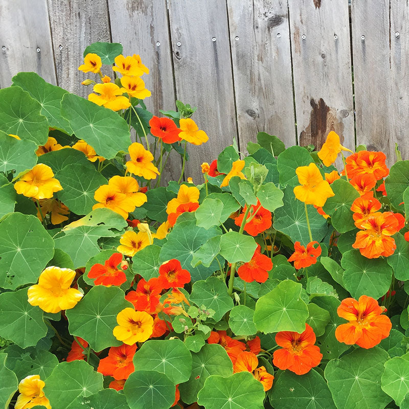 Tropaeolum 'Tall Single Mixed' (Nasturtium) Seeds