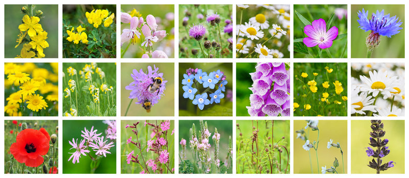 100% wildflower Seeds