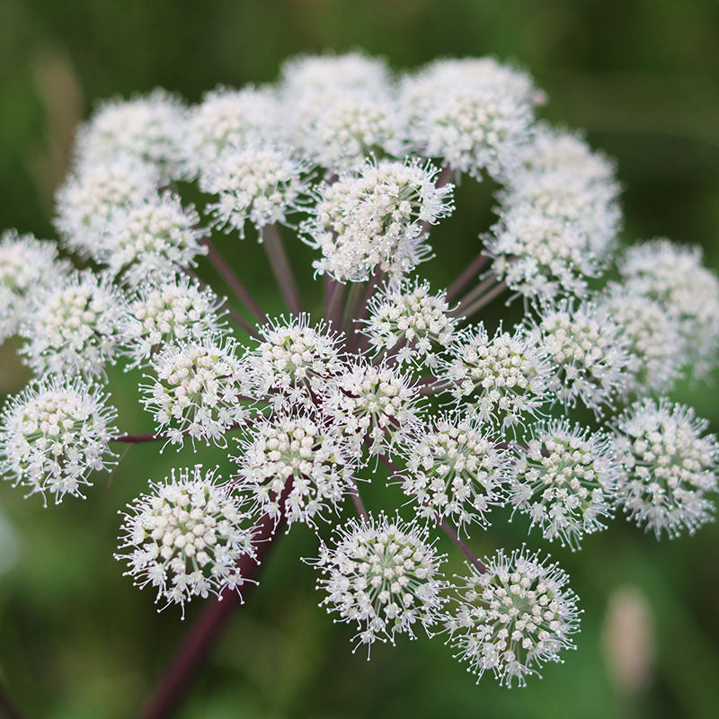 Angelica archangelica Seeds